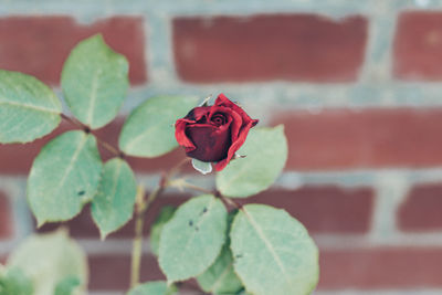 Close-up of rose plant