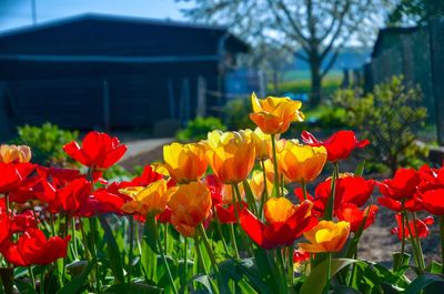 Close-up of red tulips