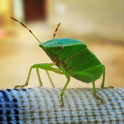 Close-up of grasshopper on leaf