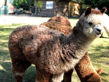 Close-up of a alpaca on field