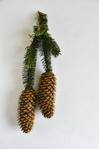 Close-up of pine cone against white background