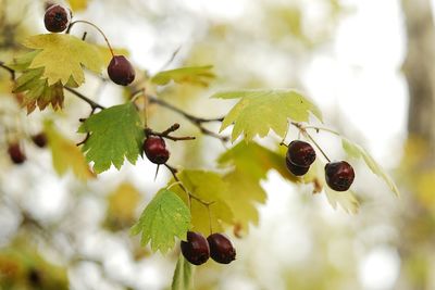 Close-up of red berries on tree