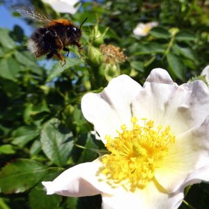 Close-up of bee on white flower