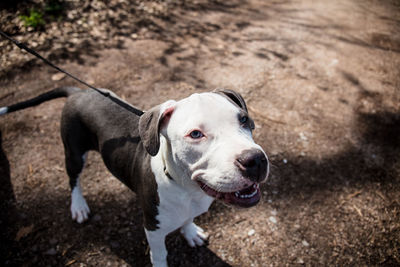 High angle view of dog looking away