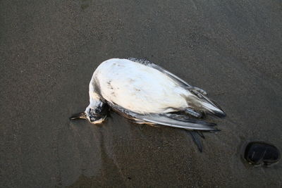 High angle view of a dead bird on beach