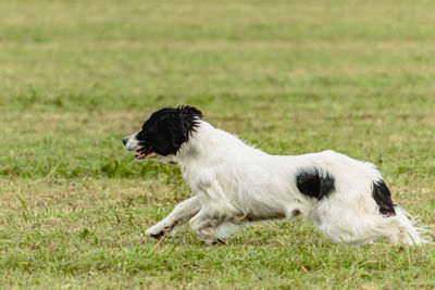 Landseer dog