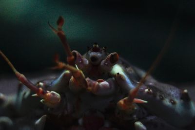 Close-up of crab in sea