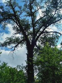 Low angle view of trees against sky