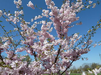 Low angle view of blooming tree