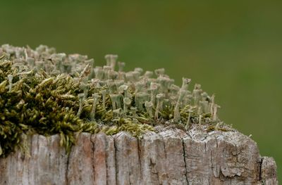 Close-up of plants growing on rock