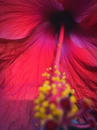 Full frame shot of red flower