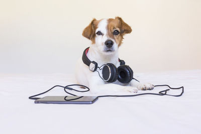 Close-up portrait of a dog over white background