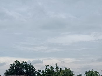 Low angle view of trees against sky