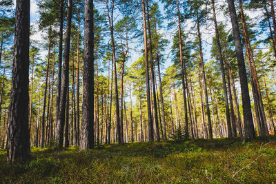 Trees in forest