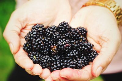 Cropped image of hand holding blackberries