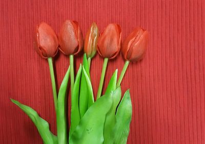 High angle view of red flower
