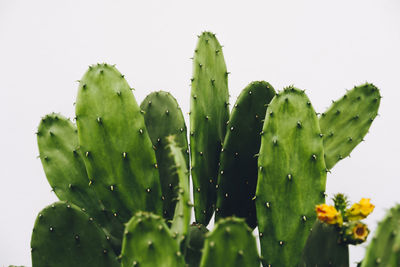 Close-up of succulent plant against white background