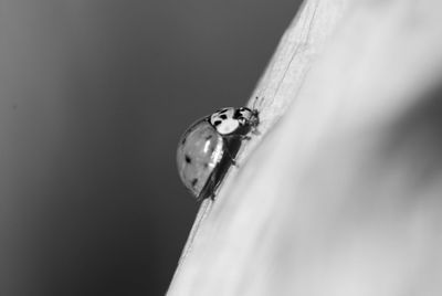 Close-up of ladybug on leaf