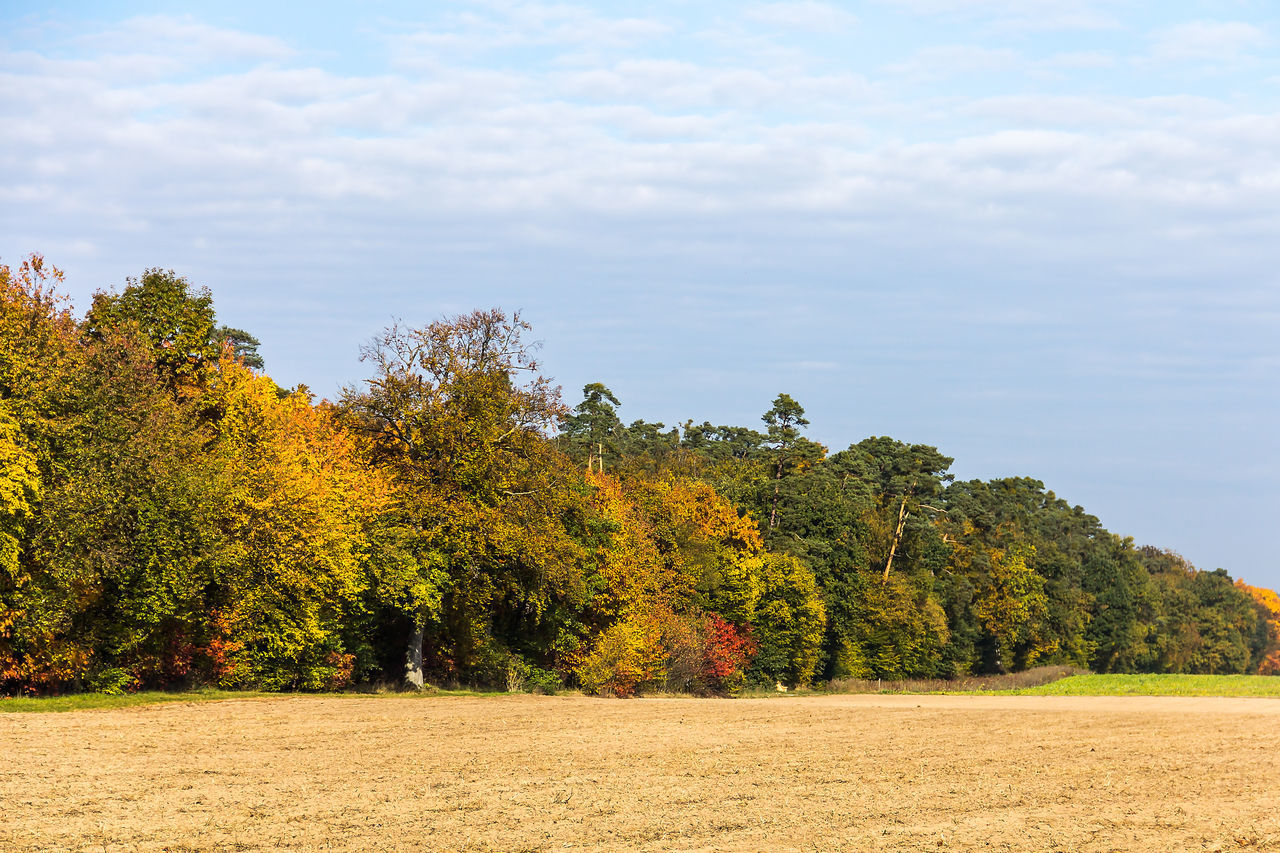 Edge of a forest