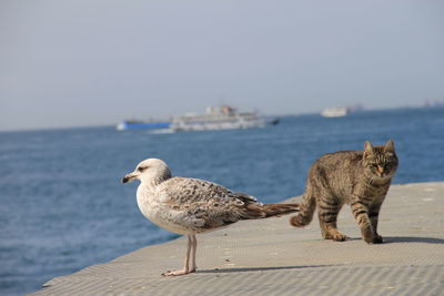 High angle view of seagull on sea shore against sky