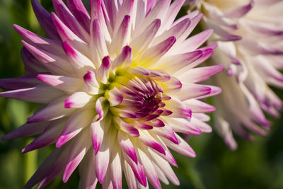 Close-up of pink flower blooming outdoors