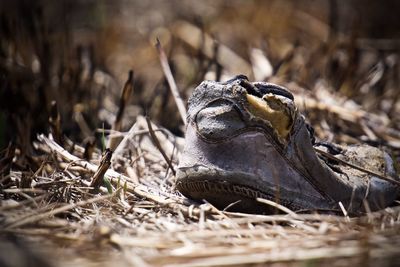 Close-up of turtle on field