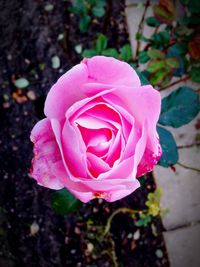 Close-up of pink rose