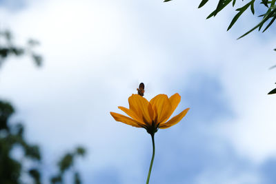Close-up of insect on yellow flower against sky