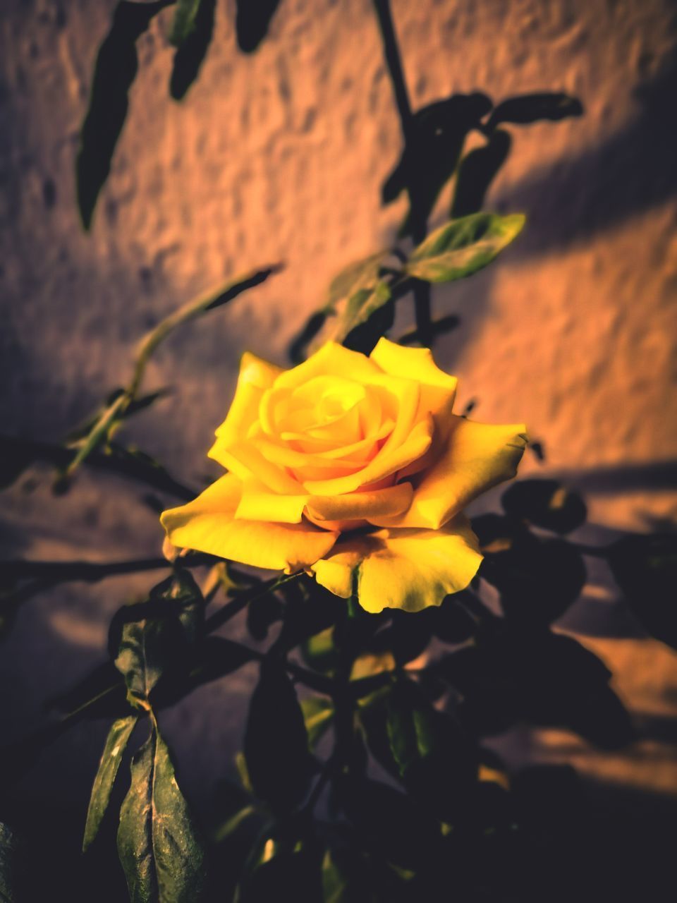 CLOSE-UP OF YELLOW ROSE IN BLOOM