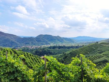 Scenic view of vineyard against hills and sky