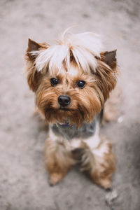 Portrait of cute dog