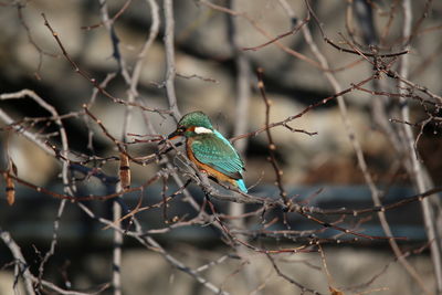 Close-up of bird perching on tree