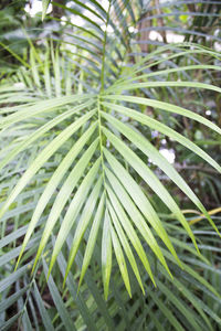 Close-up of palm tree