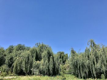 Plants growing on field against clear blue sky