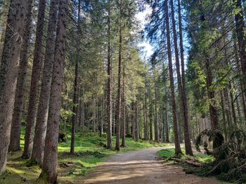 Trees in forest