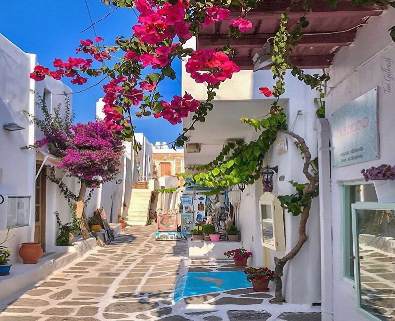 POTTED PLANTS BY SWIMMING POOL AGAINST BUILDINGS