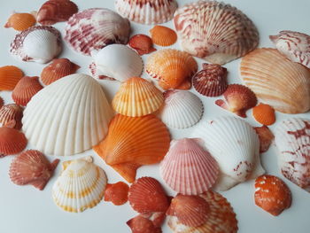 Close-up of seashells on table