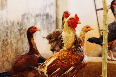 Close-up of rooster in farm