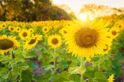 Close-up of yellow flowering plant on field