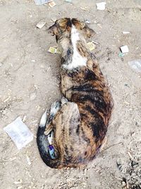 High angle view of cat