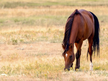 horse