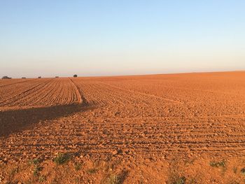 Scenic view of field against clear sky