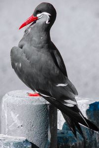 Close-up of bird perching on red water