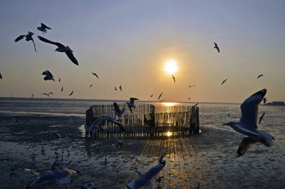 Seagulls flying over sea during sunset