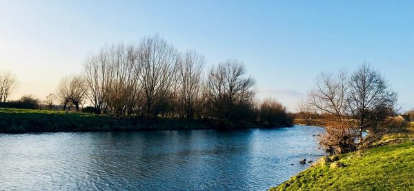 Bare trees by river against clear sky