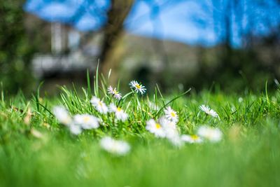 Close-up of flowering plants on field