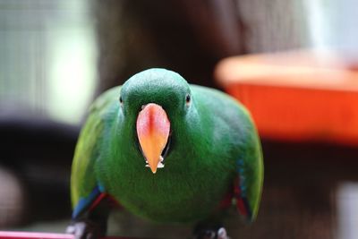 Close-up of parrot perching