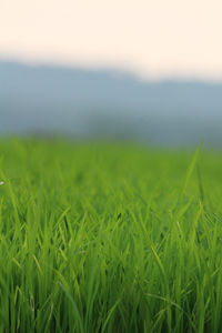 Close-up of crop in field