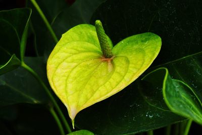 Close-up of water lily blooming outdoors