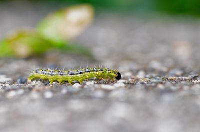 Close-up of insect on rock